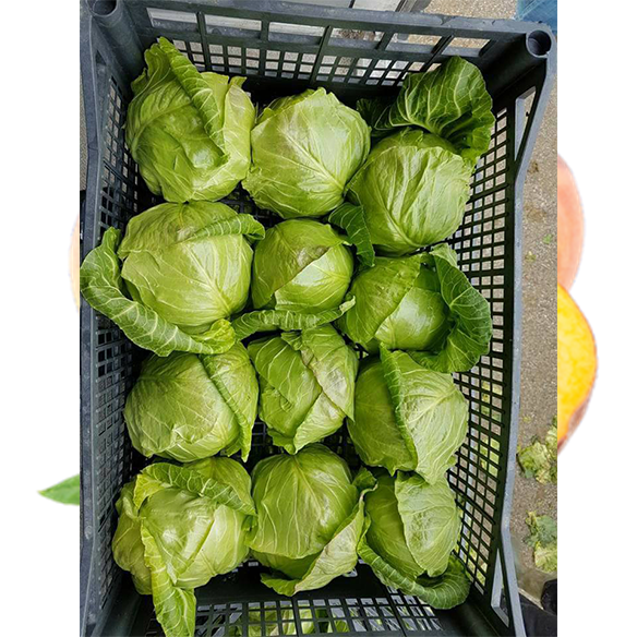 Fresh-Cabbage (1)00